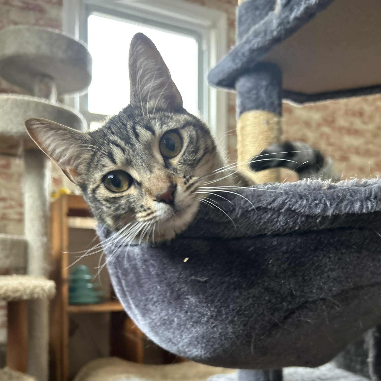 Janey (with Jodi), a ADOPTABLE Tabby in Huntington, NY image 3/4