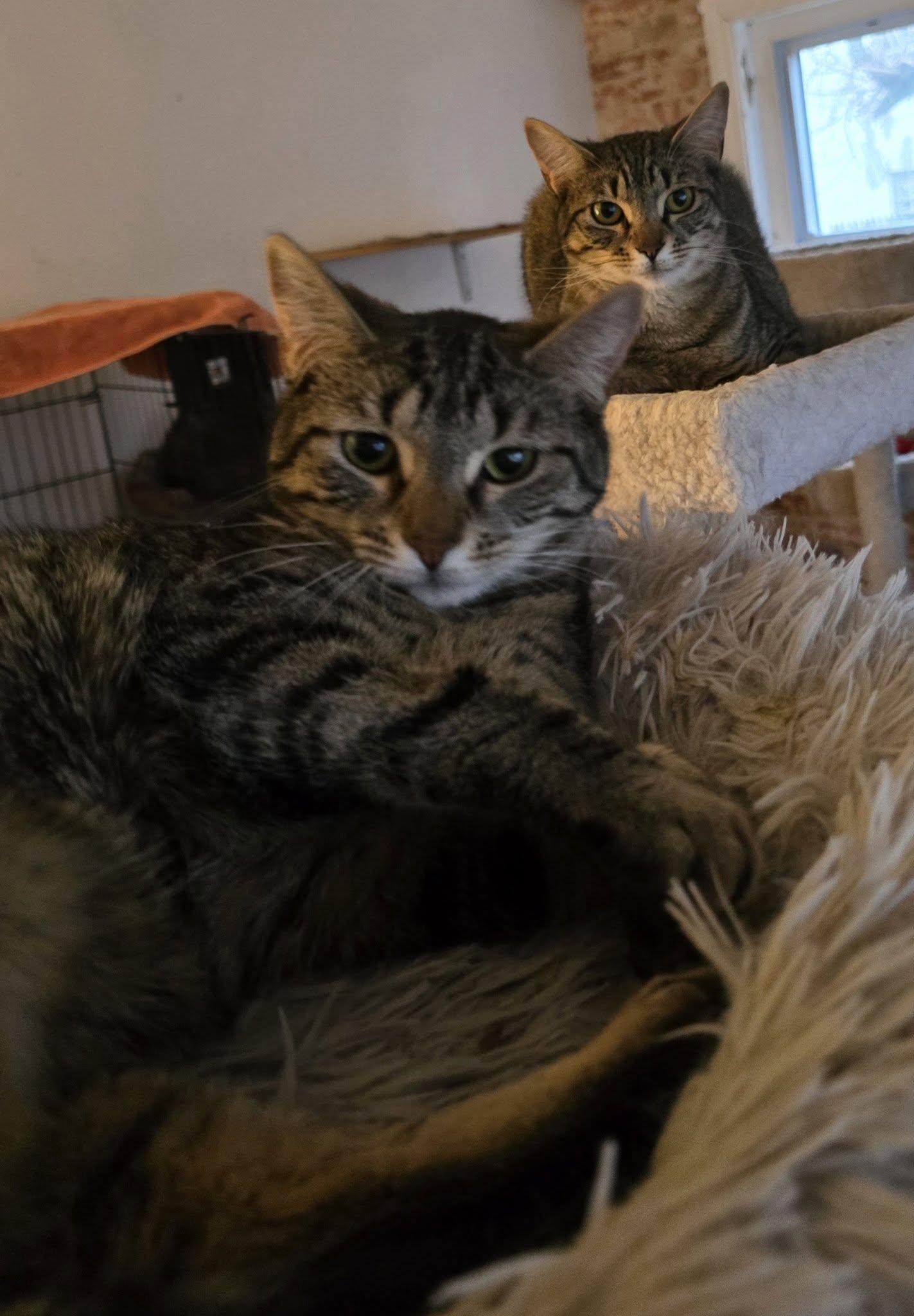 Janey (with Jodi), a ADOPTABLE Tabby in Huntington, NY image 4/4