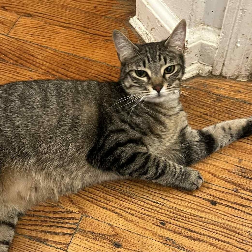 Janey (with Jodi), a ADOPTABLE Tabby in Huntington, NY image 2/4