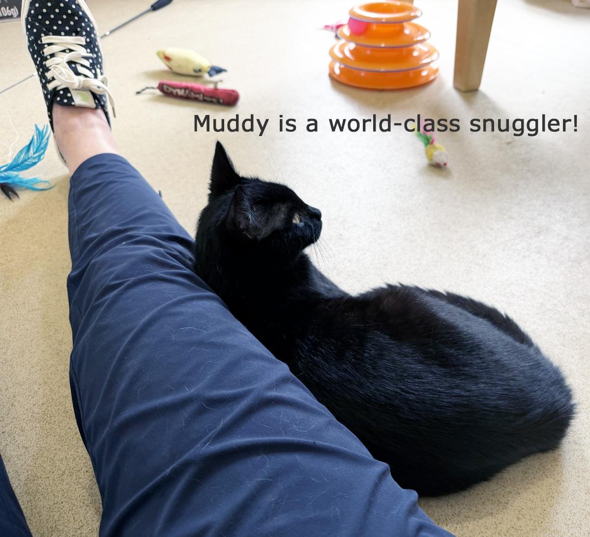 MUDDY, Adoptable, Young Male Domestic Short Hair.