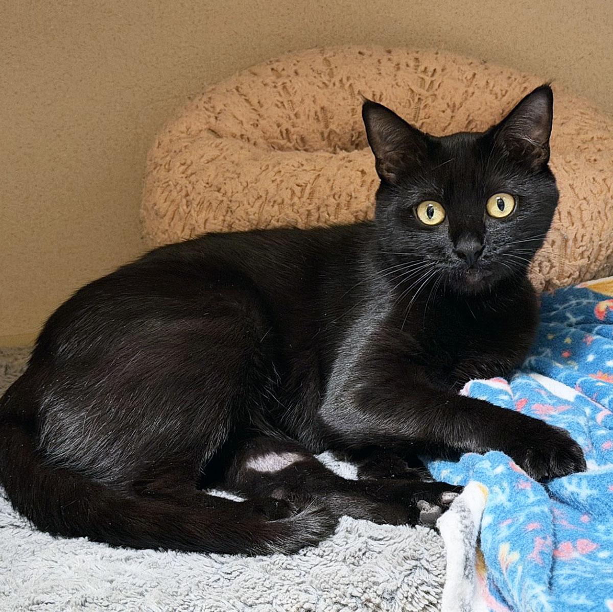MUDDY - MY ADOPTION FEE IS HALF PRICE IN JUNE, ADOPTABLE, Young Male Domestic Short Hair.