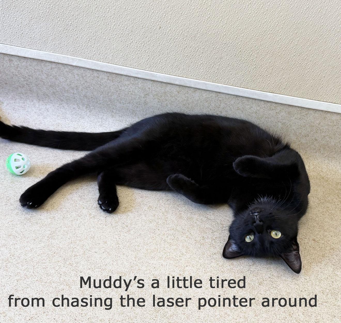 Enlarge MUDDY, a Adoptable Domestic Short Hair in San Clemente, CA image 3/3