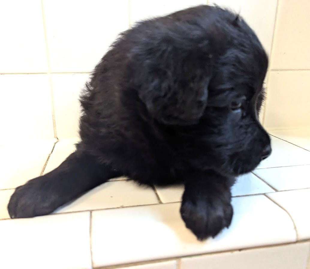 Enlarge Mac A Roni, an adopted mixed breed in Brattleboro, VT image 4/5