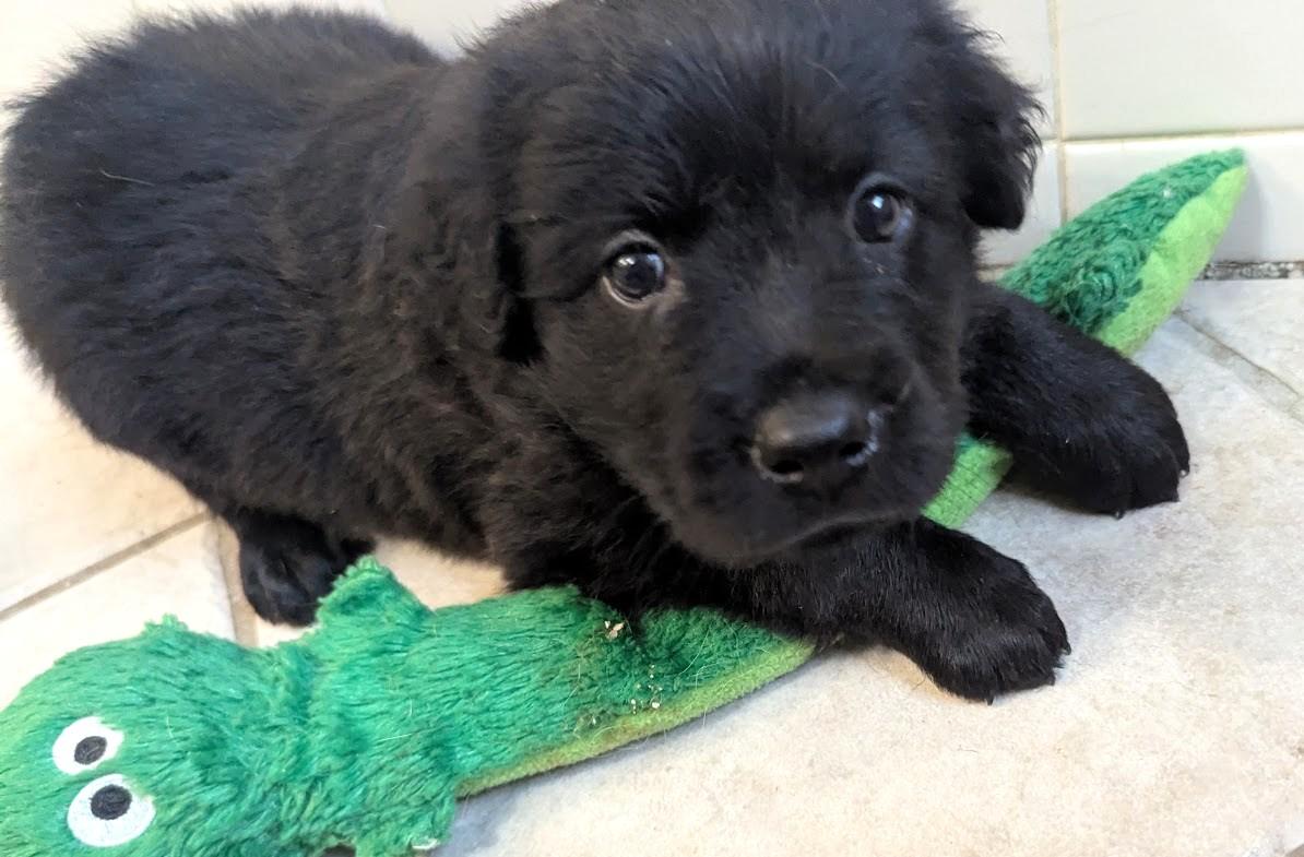 Mac A Roni, adopted, Puppy Female Flat-Coated Retriever.