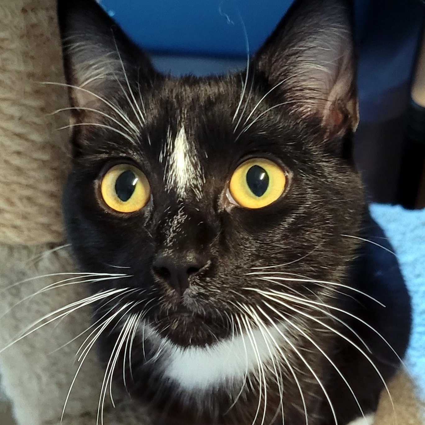Giovanni, Adoptable, Young Male Domestic Short Hair.