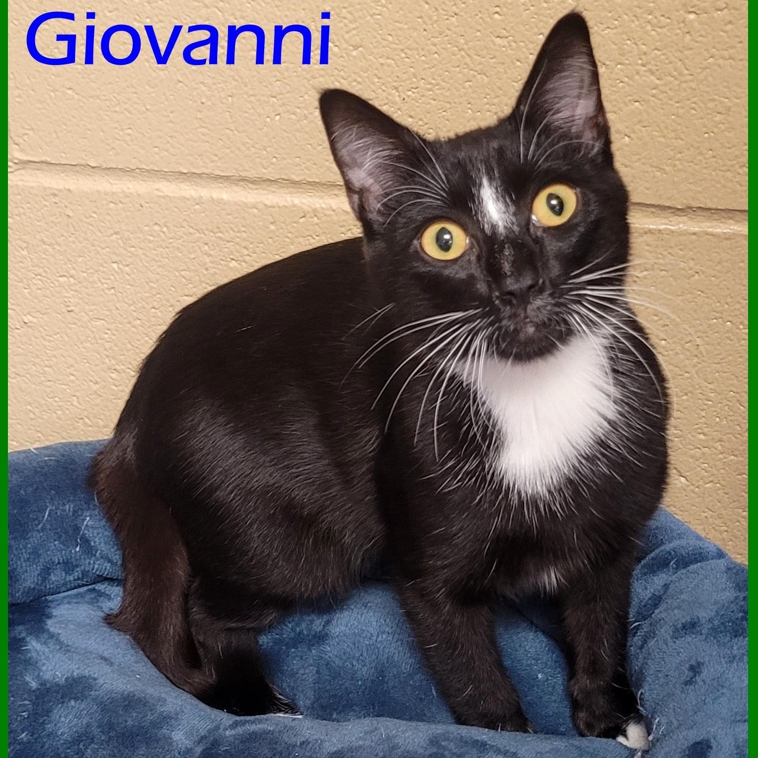 Giovanni, Adoptable, Young Male Domestic Short Hair.