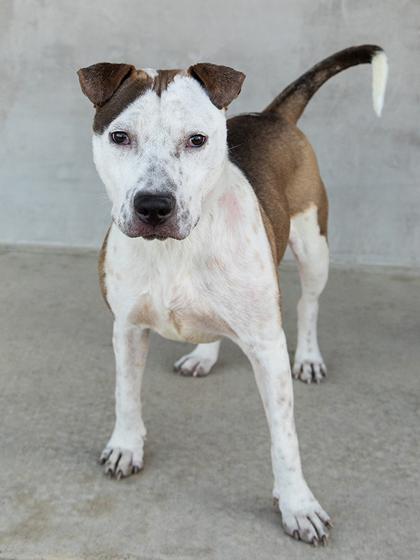 Enlarge Pebbles, a Adoptable mixed breed in Longmont, CO image 1/2