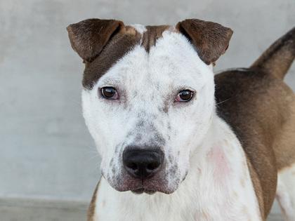 Enlarge Pebbles, a Adoptable mixed breed in Longmont, CO image 1/2