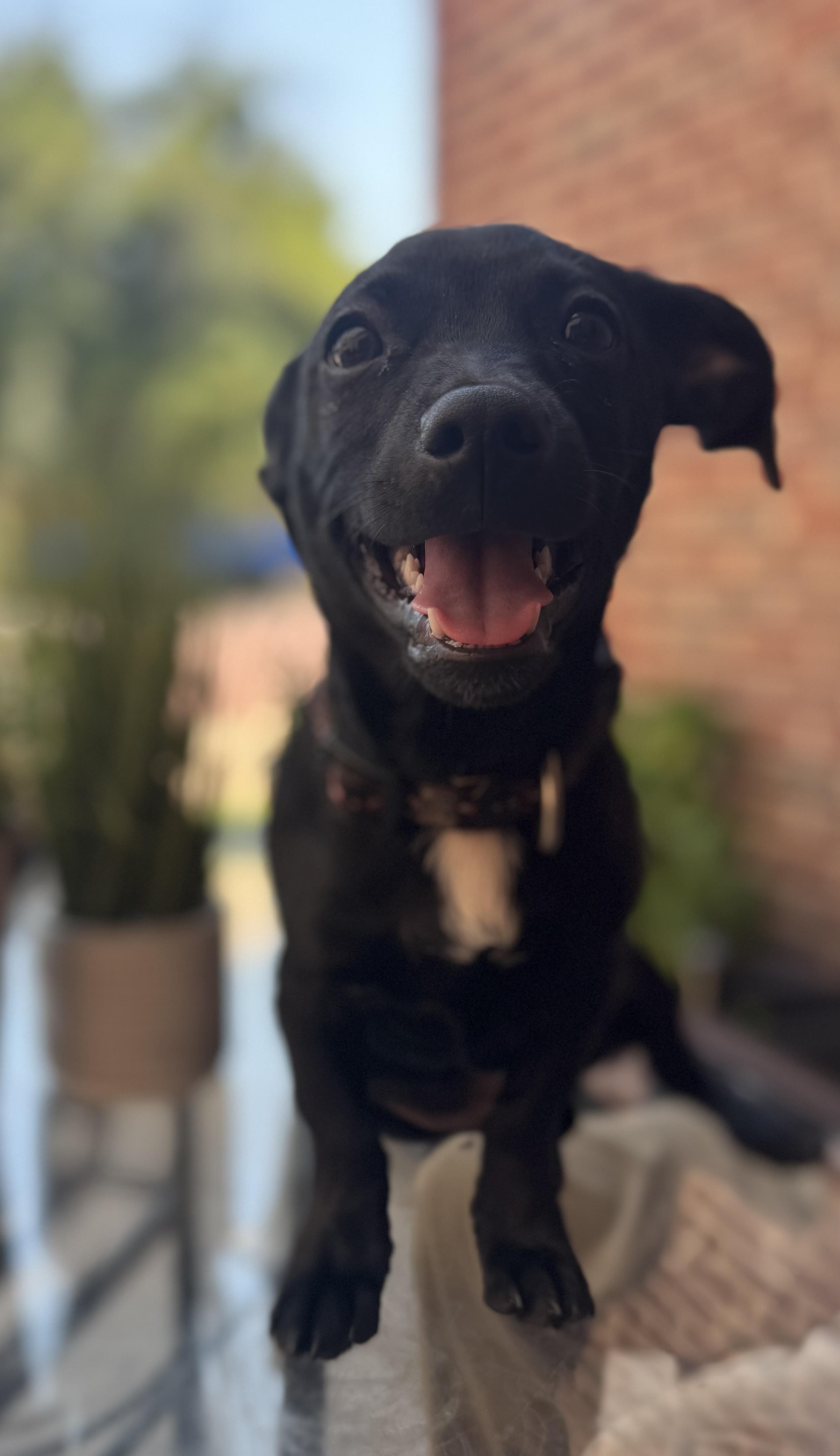 Enlarge Smitty, a Adopted mixed breed in Coleman, TX image 1/3