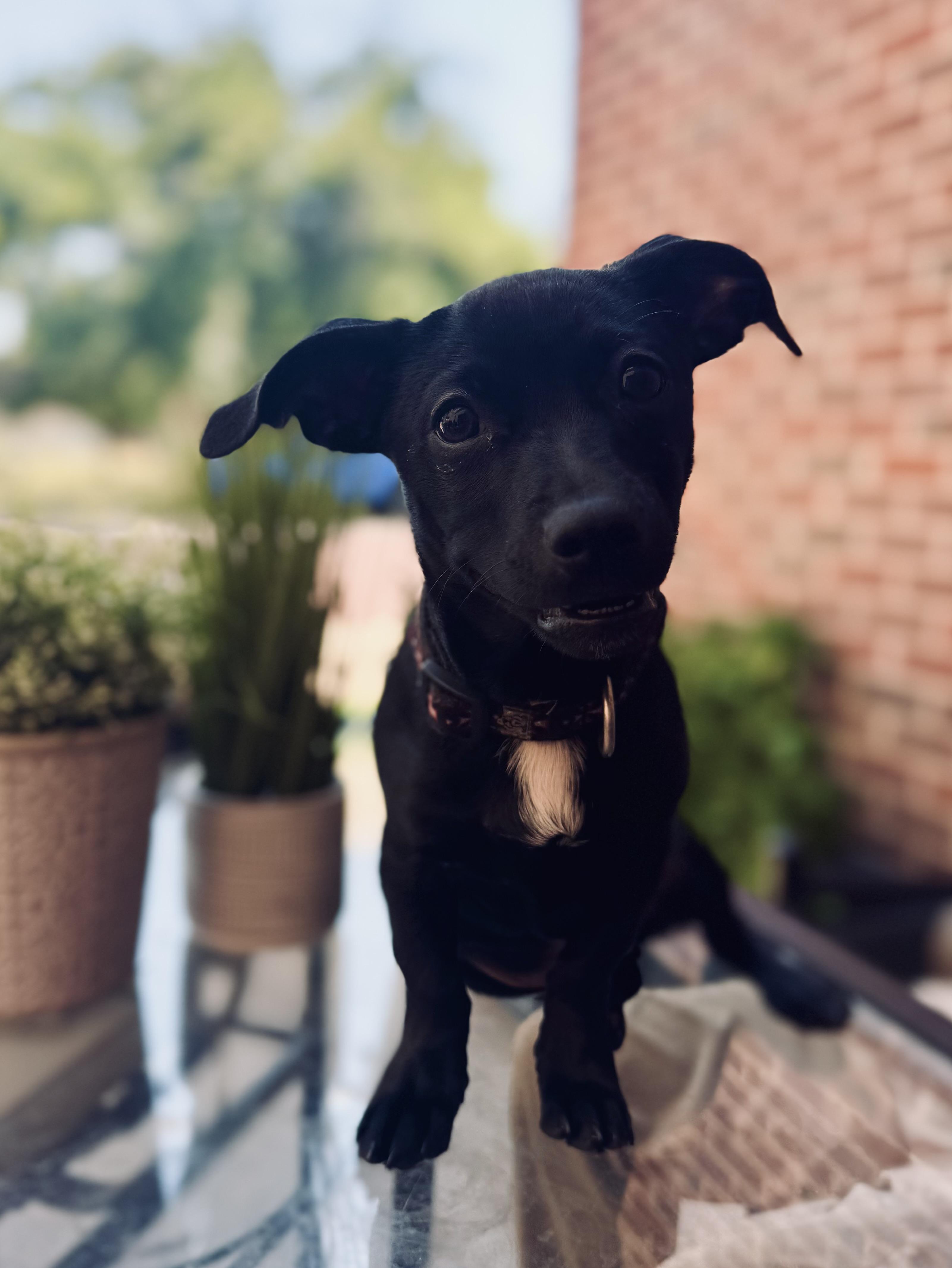 Enlarge Smitty, a Adopted mixed breed in Coleman, TX image 2/3