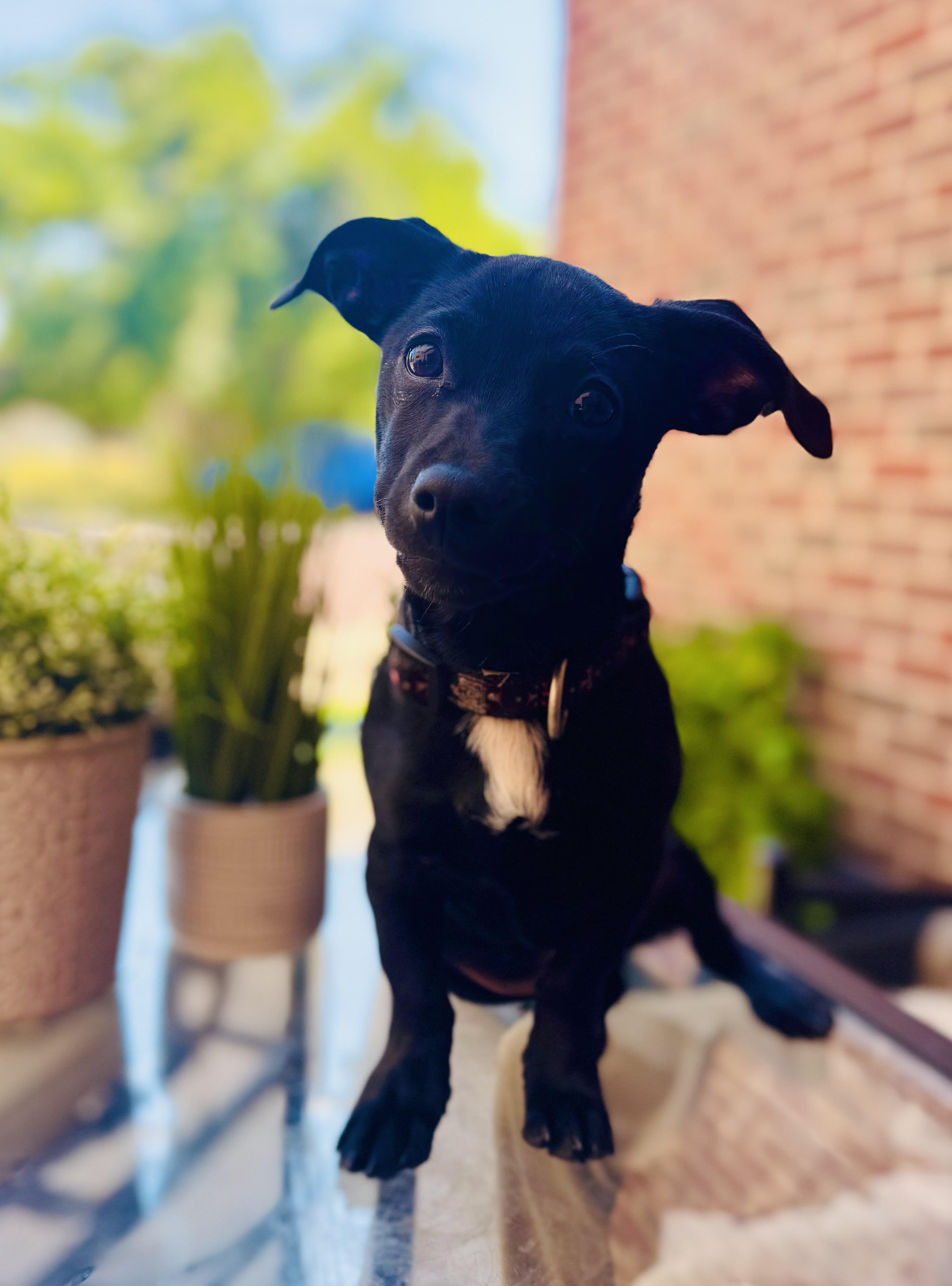 Enlarge Smitty, a Adopted mixed breed in Coleman, TX image 3/3