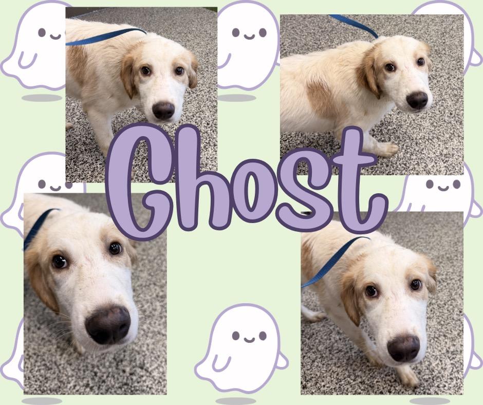 Enlarge Ghost, a Adoptable mixed breed in Hopkinsville, KY image 1/2