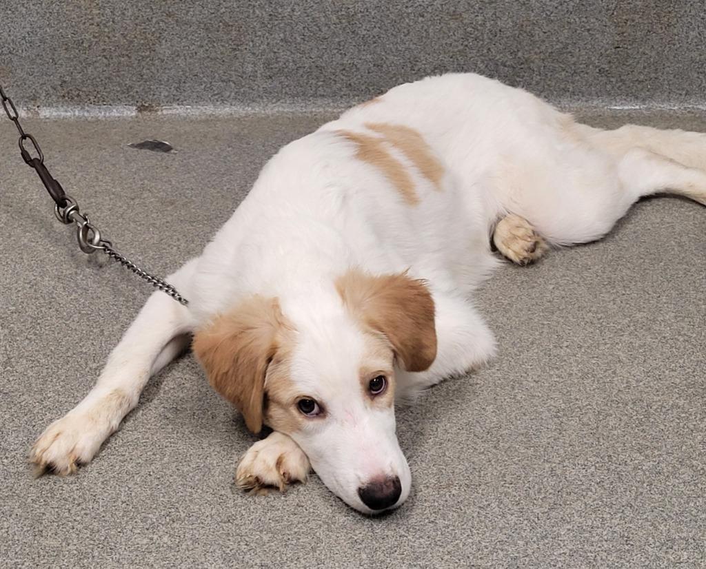 Enlarge Ghost, a Adoptable mixed breed in Hopkinsville, KY image 2/2