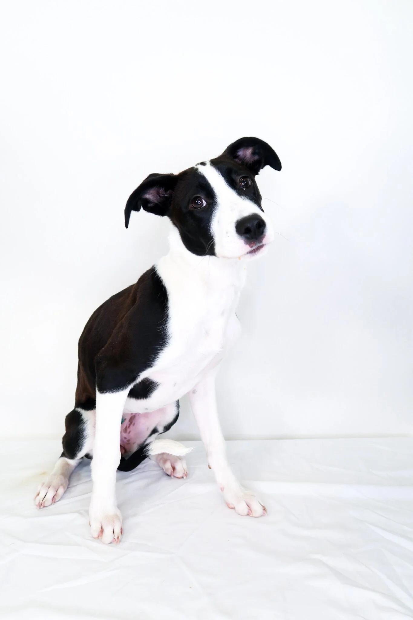 Enlarge Holly, a ADOPTABLE mixed breed in Bixby, OK image 1/4