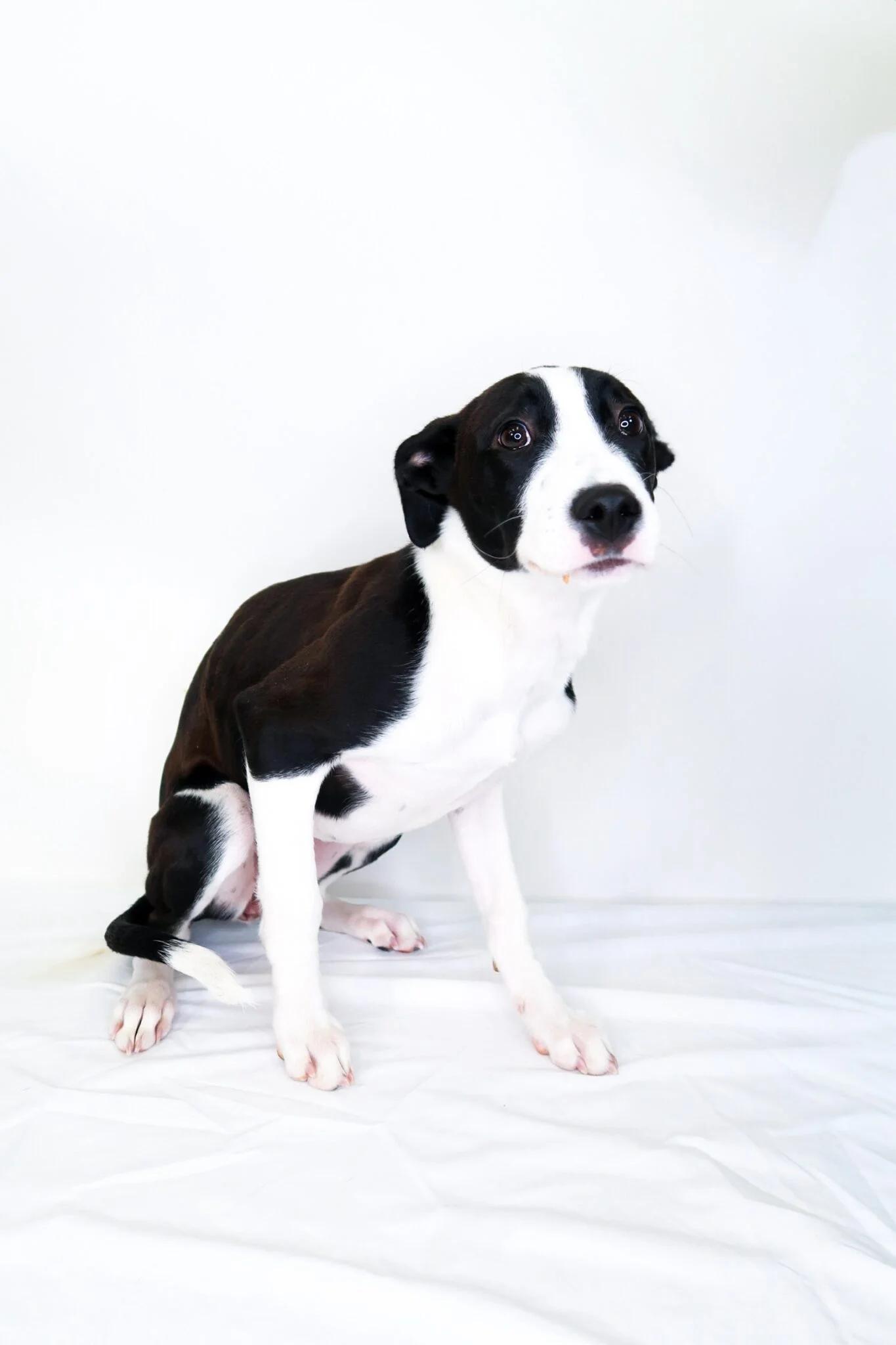 Enlarge Holly, a ADOPTABLE mixed breed in Bixby, OK image 2/4