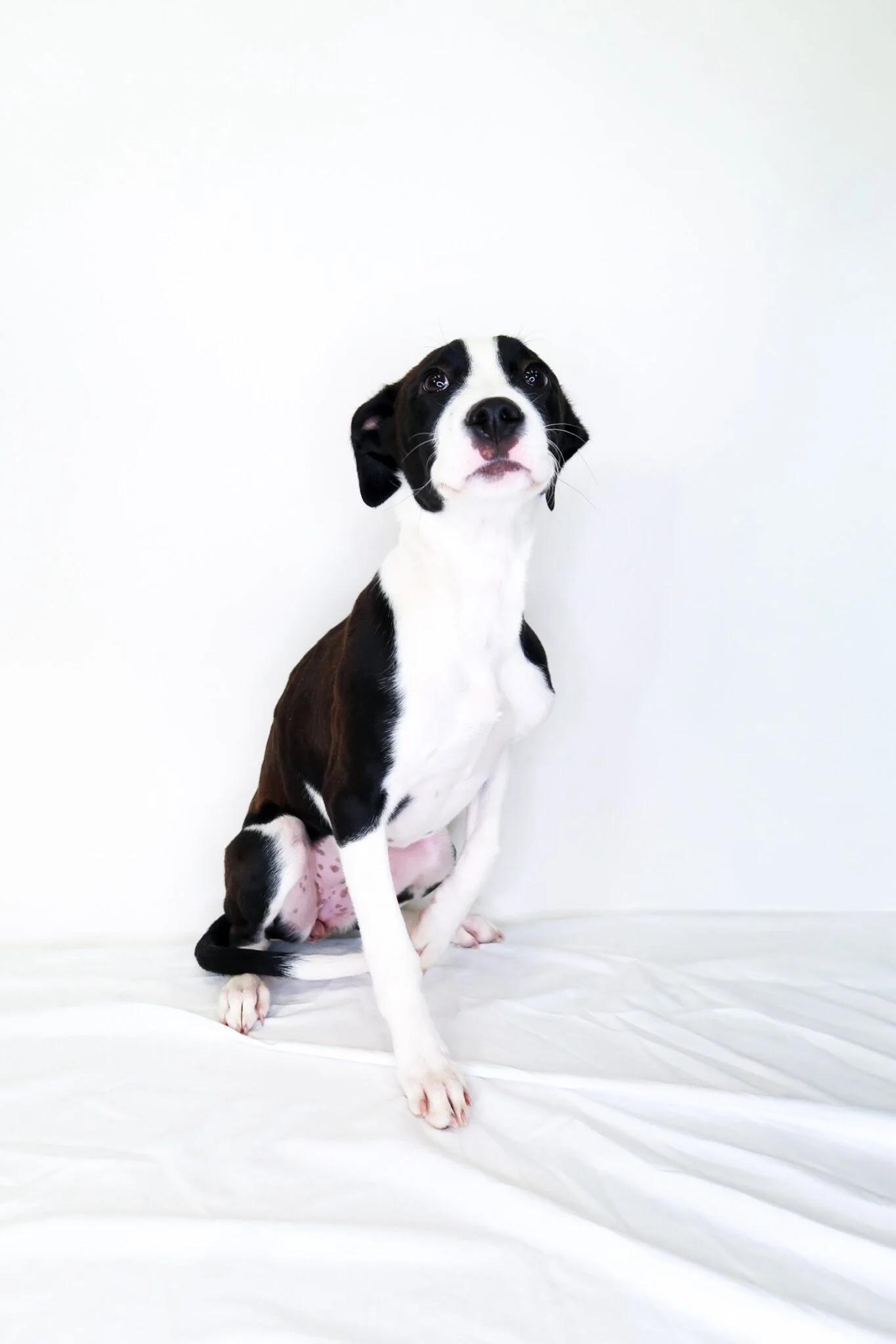 Enlarge Holly, a ADOPTABLE mixed breed in Bixby, OK image 3/4