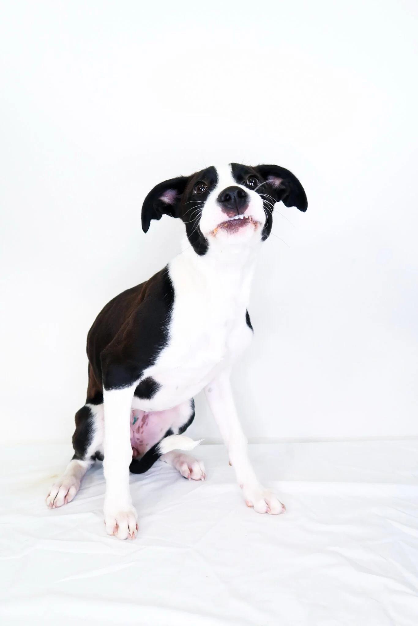Enlarge Holly, a ADOPTABLE mixed breed in Bixby, OK image 4/4