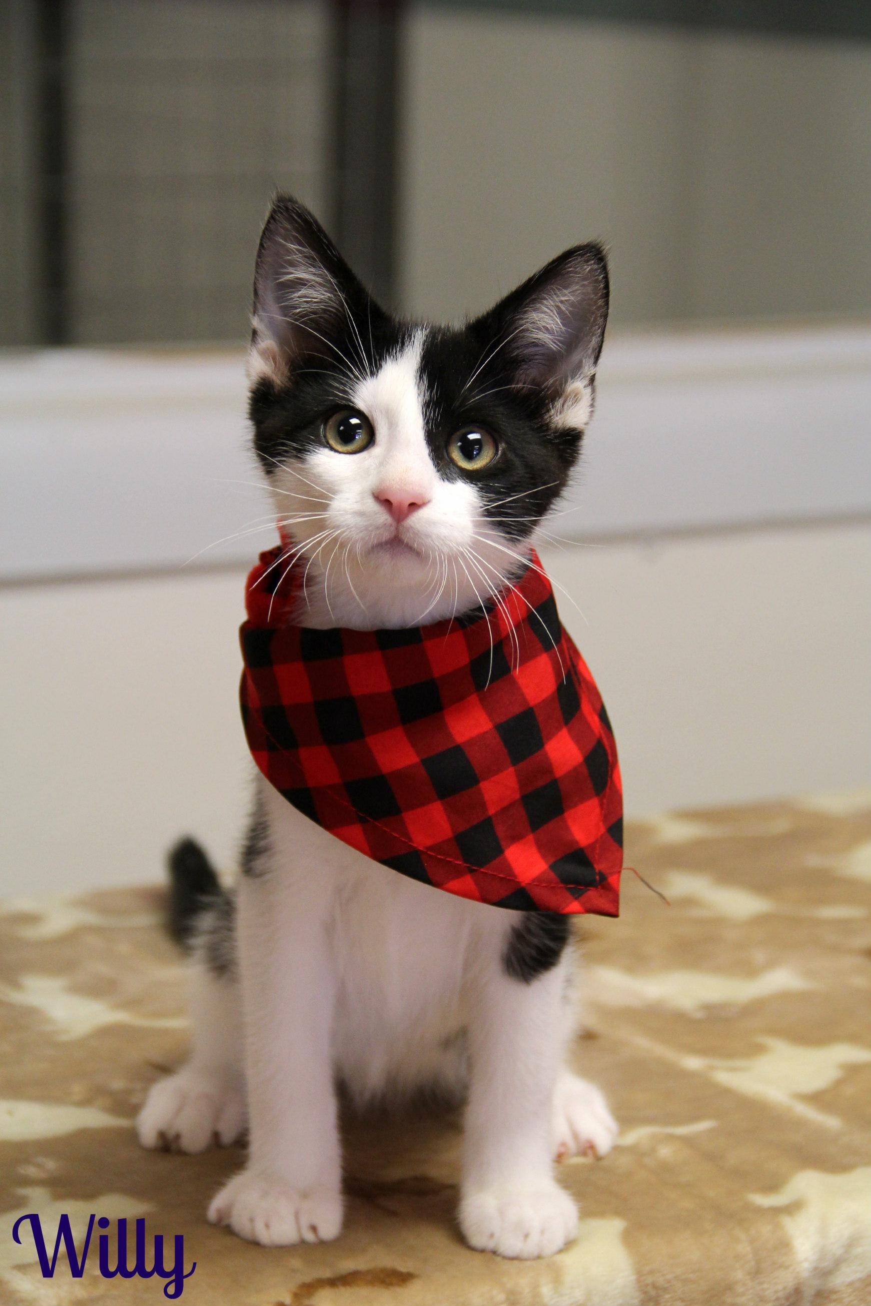Willy, ADOPTABLE, Kitten Male Domestic Short Hair.