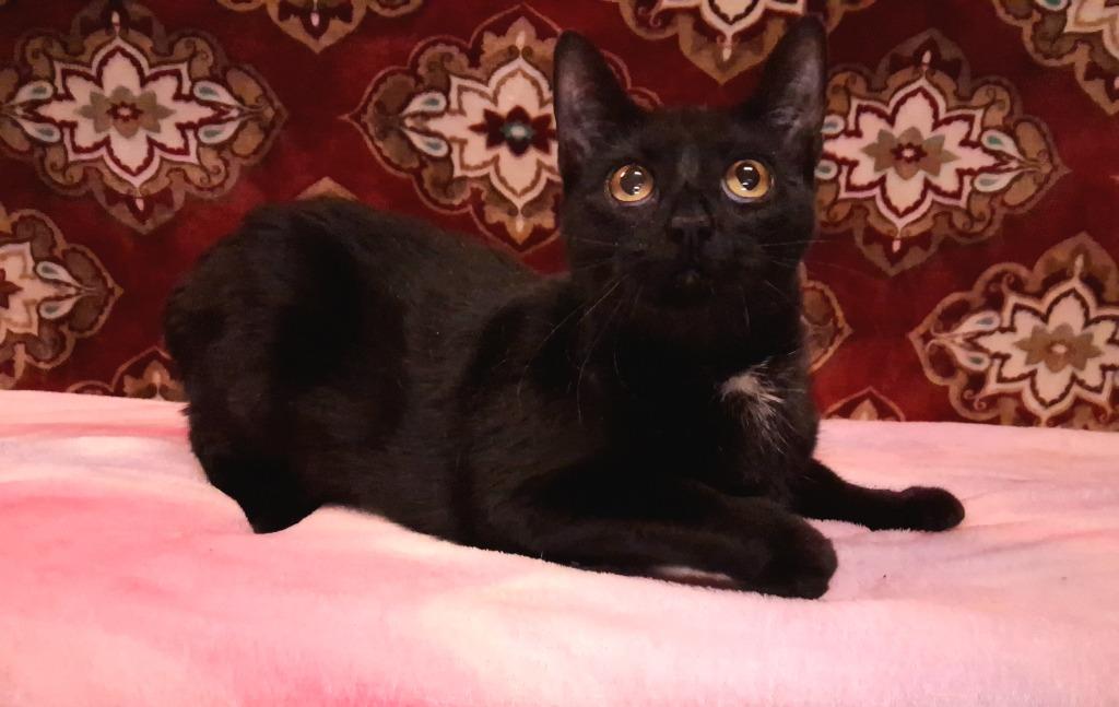 MAXI, Adoptable, Adult Female Domestic Short Hair.