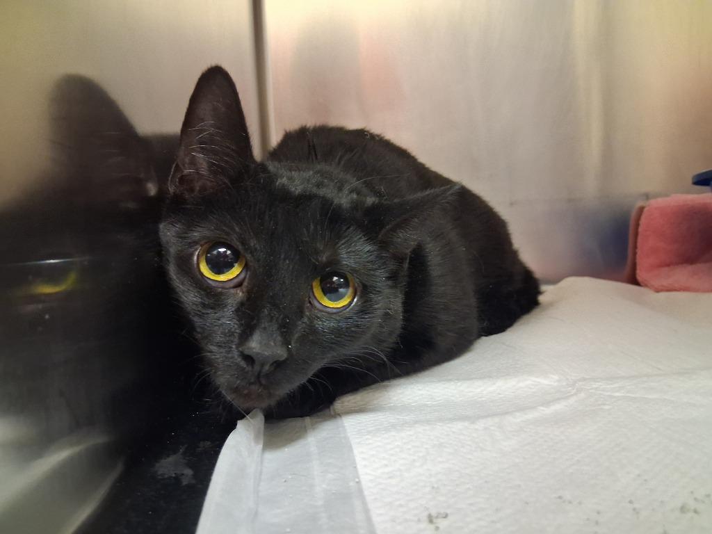 Enlarge MAXI, a Adoptable mixed breed in Wintersville, OH image 2/2