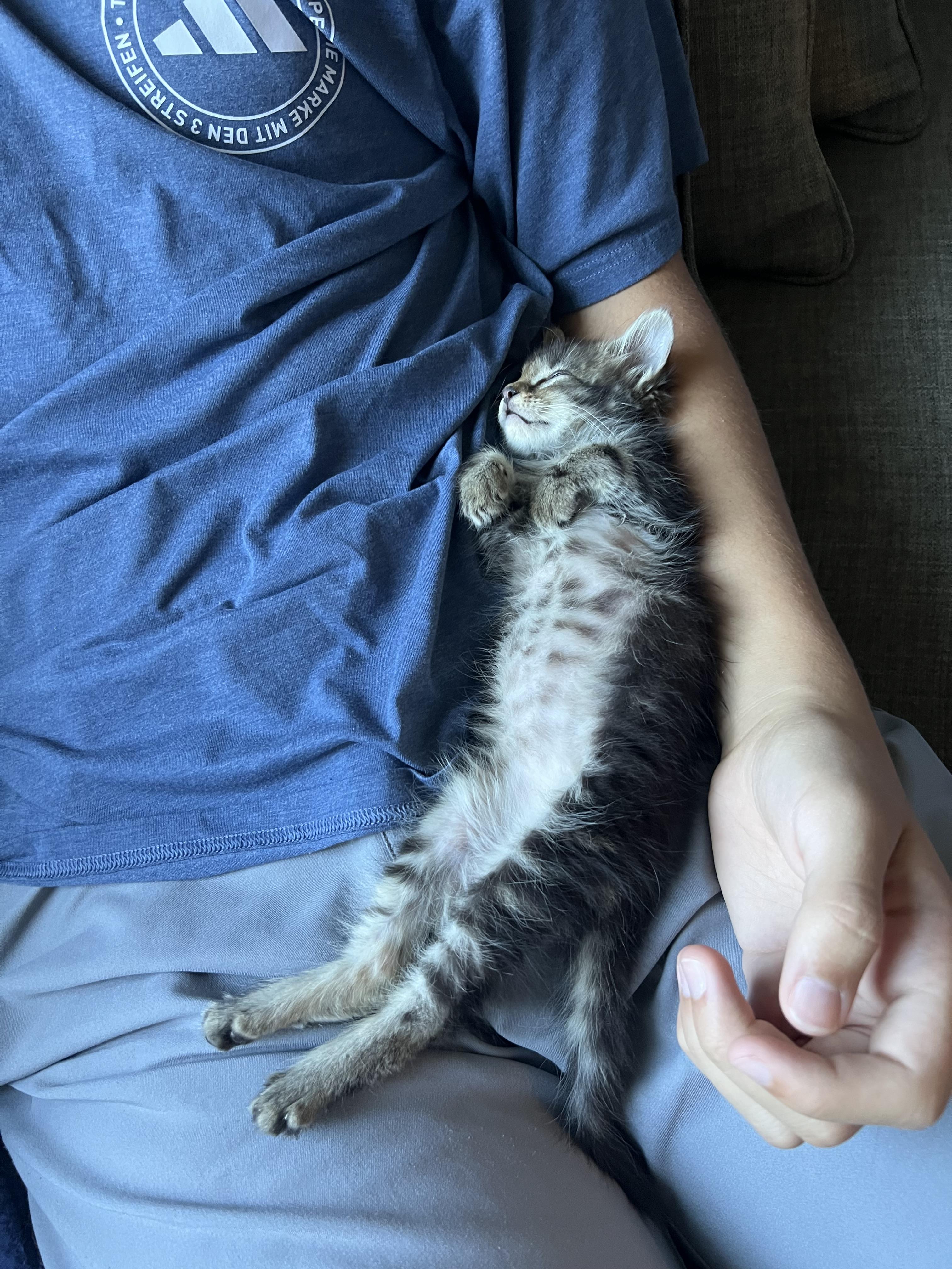 Jamie, Adoptable, Kitten Female Domestic Short Hair.