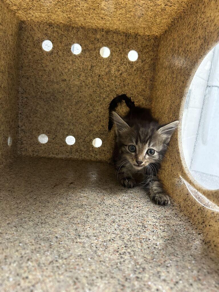 Enlarge Jamie, a Adoptable Domestic Short Hair in Fruit Heights, UT image 2/3