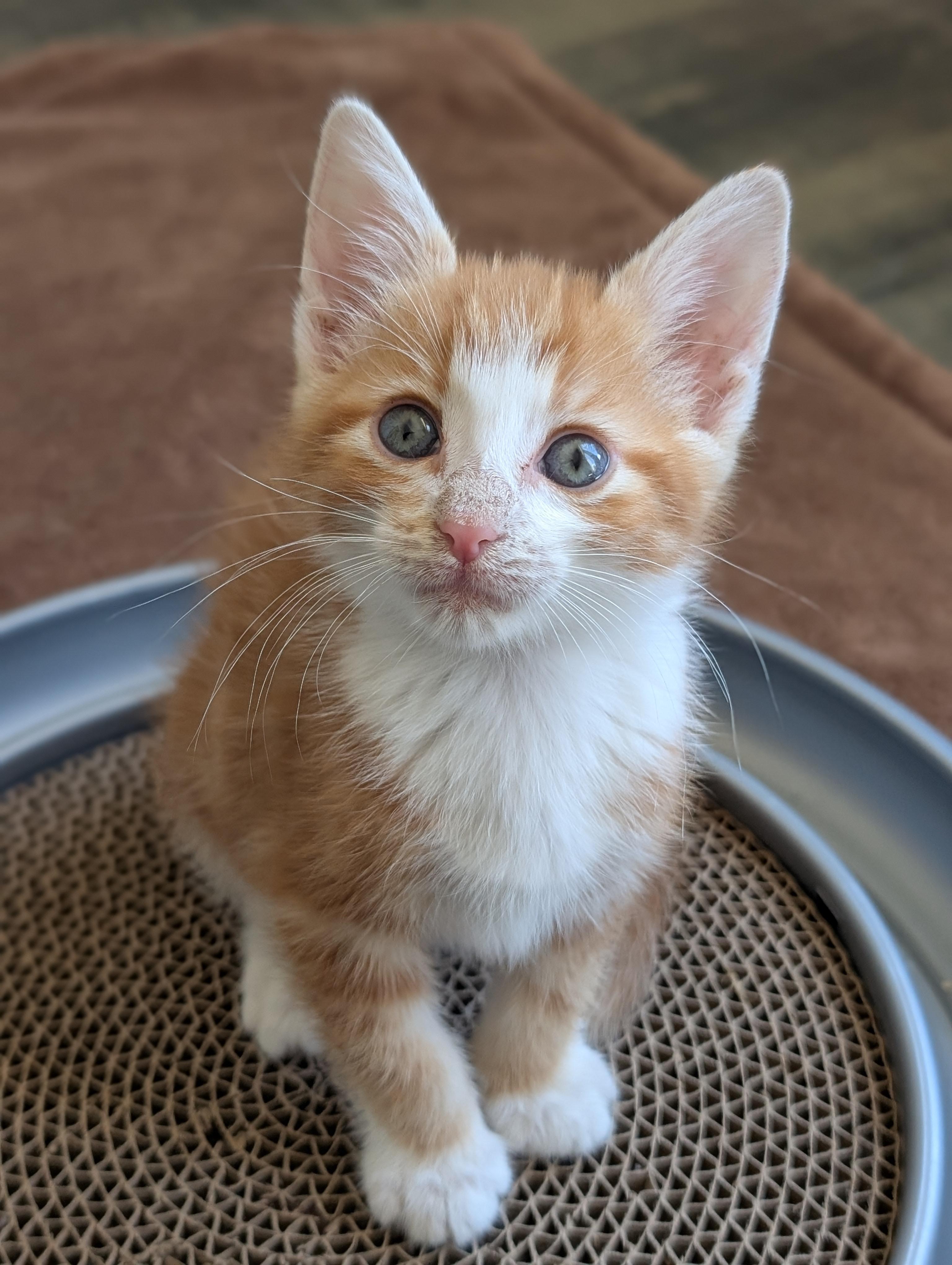 Max Morley-Steve, a ADOPTABLE Domestic Short Hair in Denver, CO image 1/6