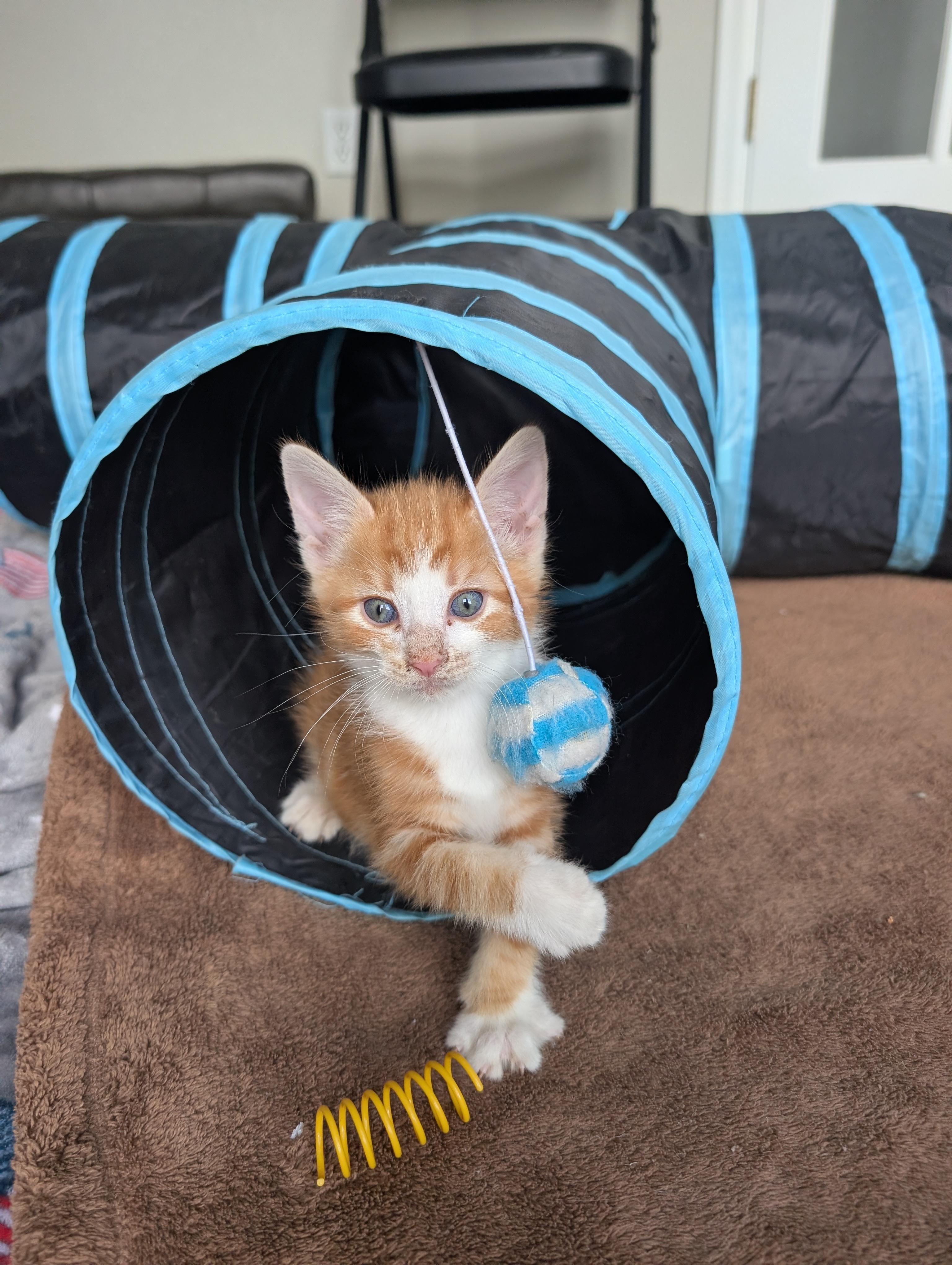 Max Morley-Steve, a ADOPTABLE Domestic Short Hair in Denver, CO image 2/6