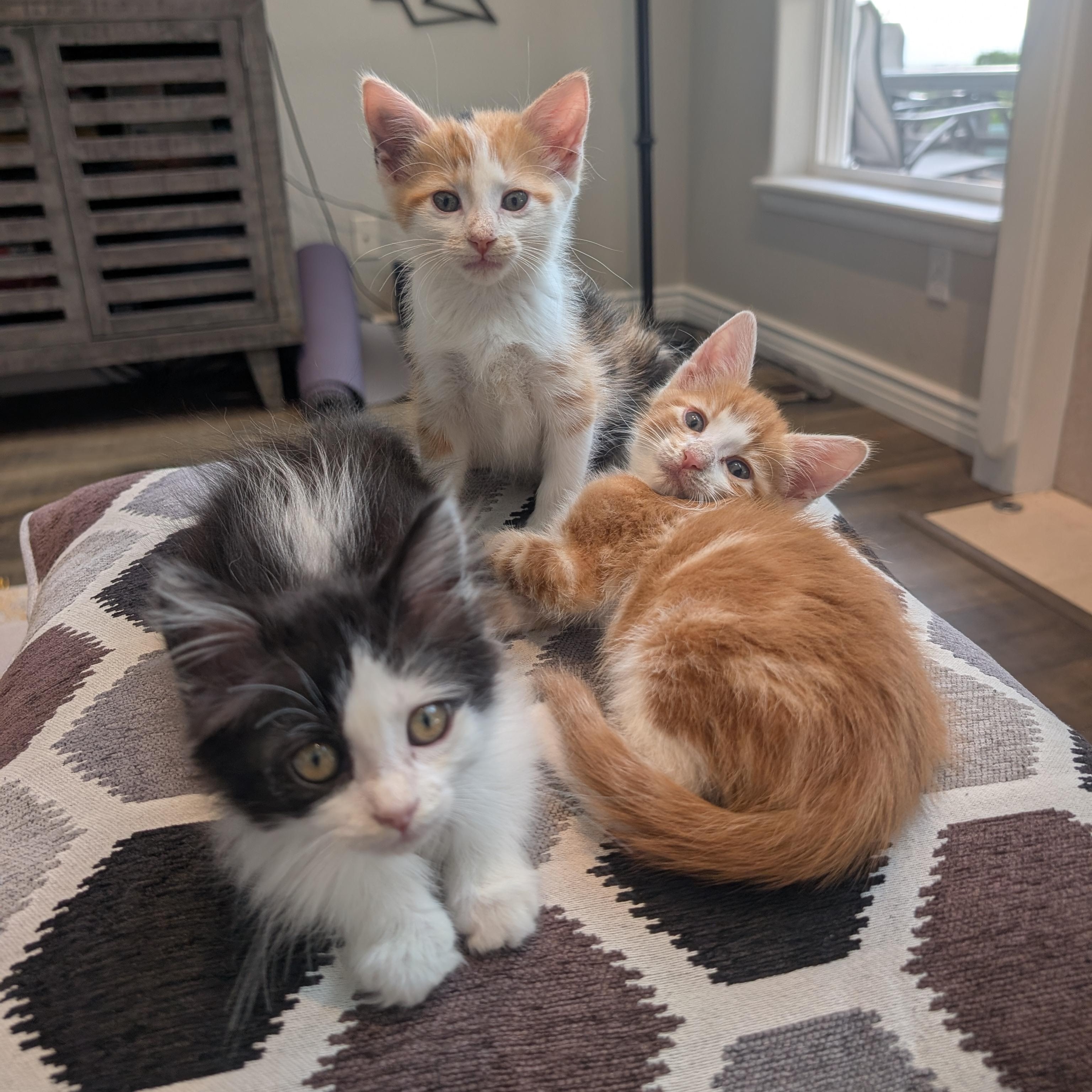 Max Morley-Steve, a ADOPTABLE Domestic Short Hair in Denver, CO image 6/6