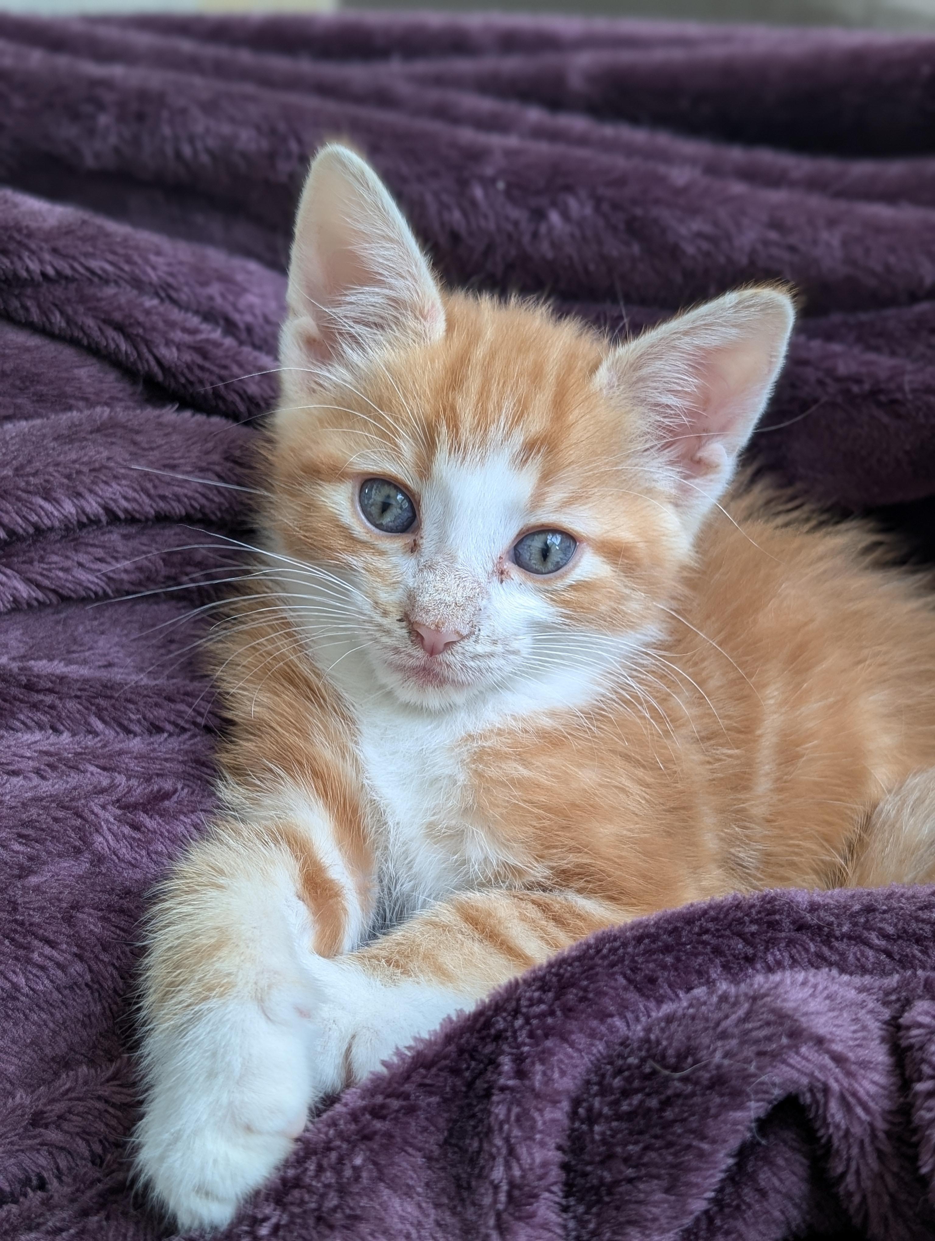 Max Morley-Steve, a ADOPTABLE Domestic Short Hair in Denver, CO image 4/6