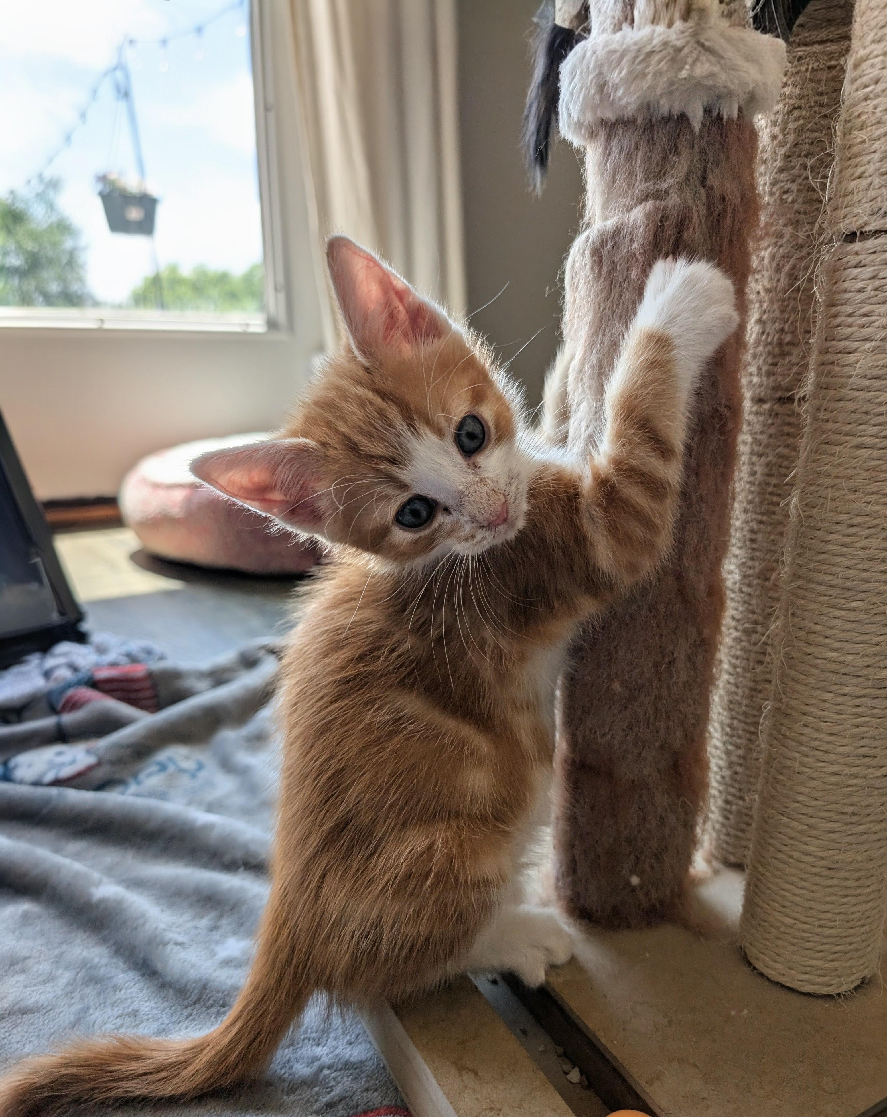 Max Morley-Steve, a ADOPTABLE Domestic Short Hair in Denver, CO image 3/6
