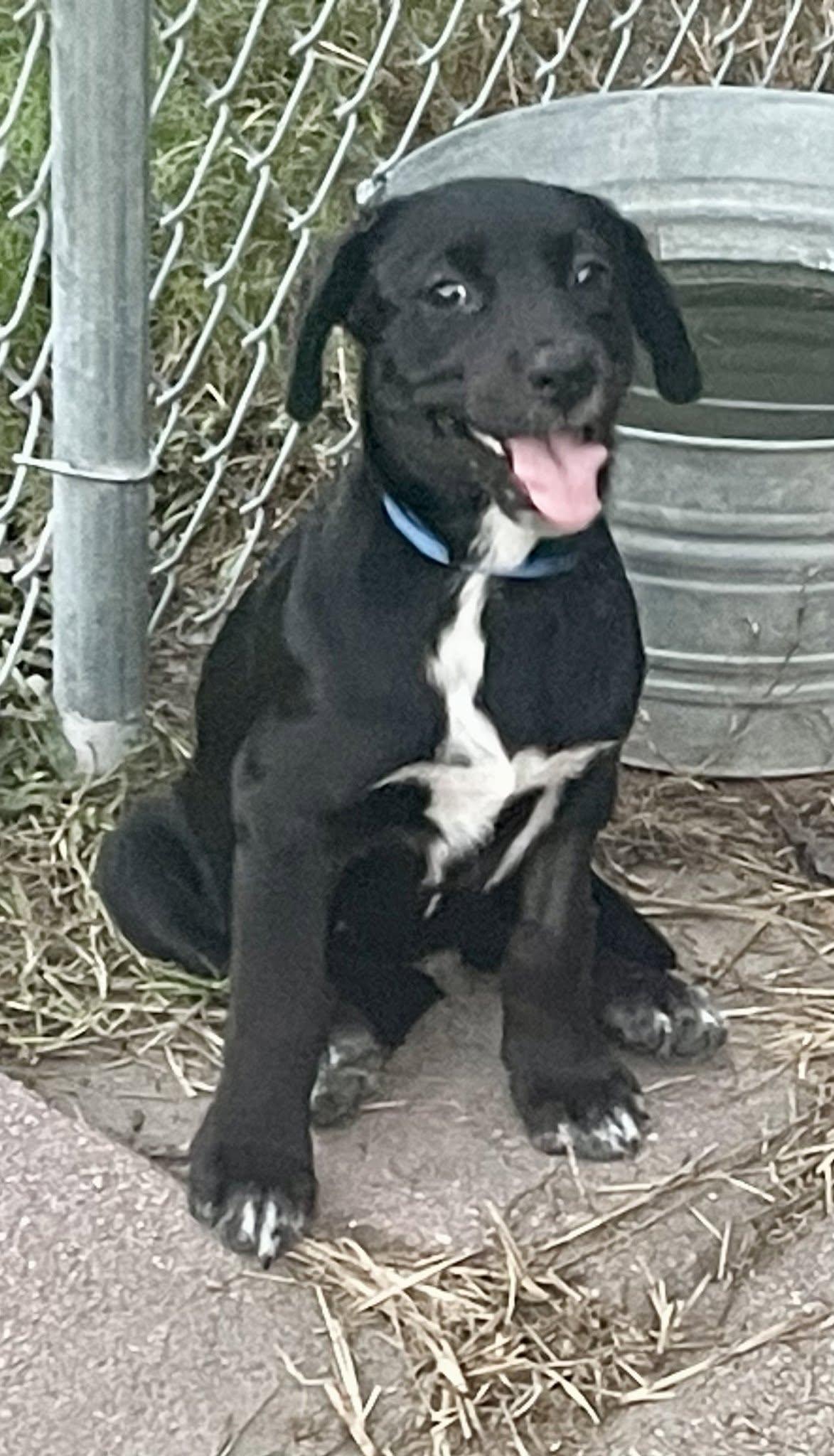 Bynx, Adoptable, Puppy Male Australian Cattle Dog / Blue Heeler & Husky.