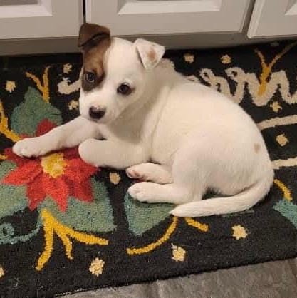 Enlarge Faith, a ADOPTABLE mixed breed in Mount Bethel, PA image 1/6