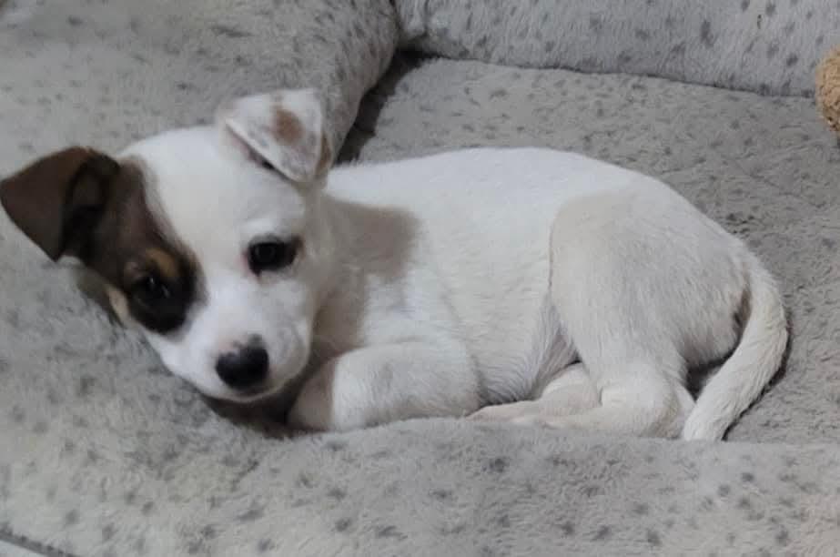 Enlarge Faith, a ADOPTABLE mixed breed in Mount Bethel, PA image 4/6