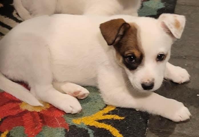 Enlarge Faith, a ADOPTABLE mixed breed in Mount Bethel, PA image 5/6