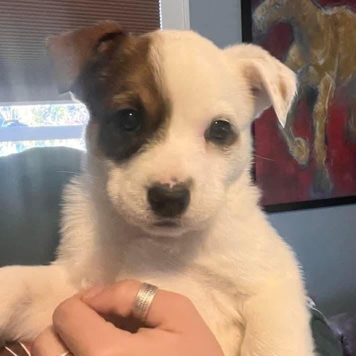 Enlarge Faith, a ADOPTABLE mixed breed in Mount Bethel, PA image 2/6