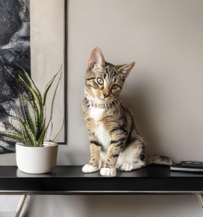 Marie (and Donnie), a Adoptable Domestic Short Hair in Boston, MA image 1/5