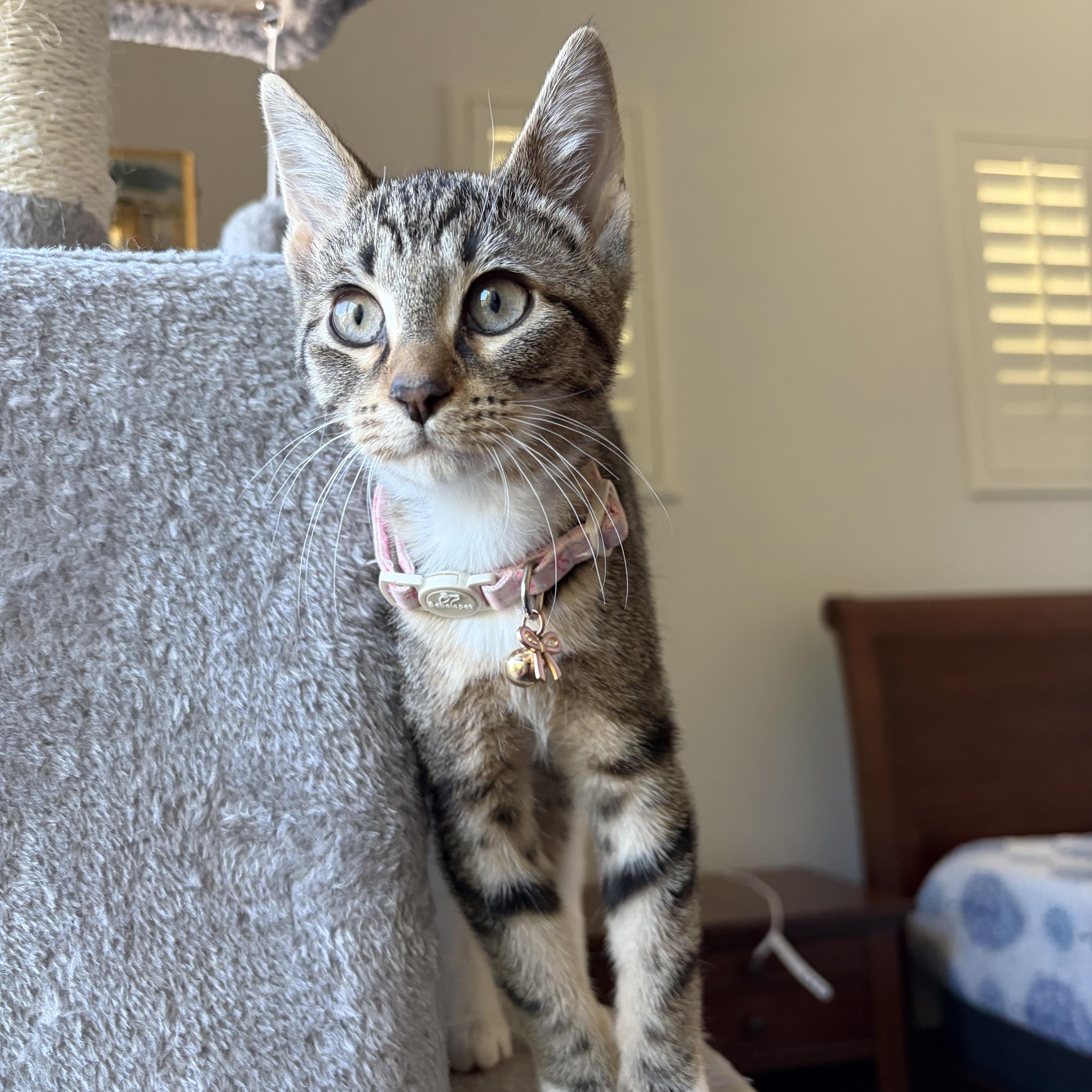 Marie (and Donnie), a Adoptable Domestic Short Hair in Boston, MA image 2/5