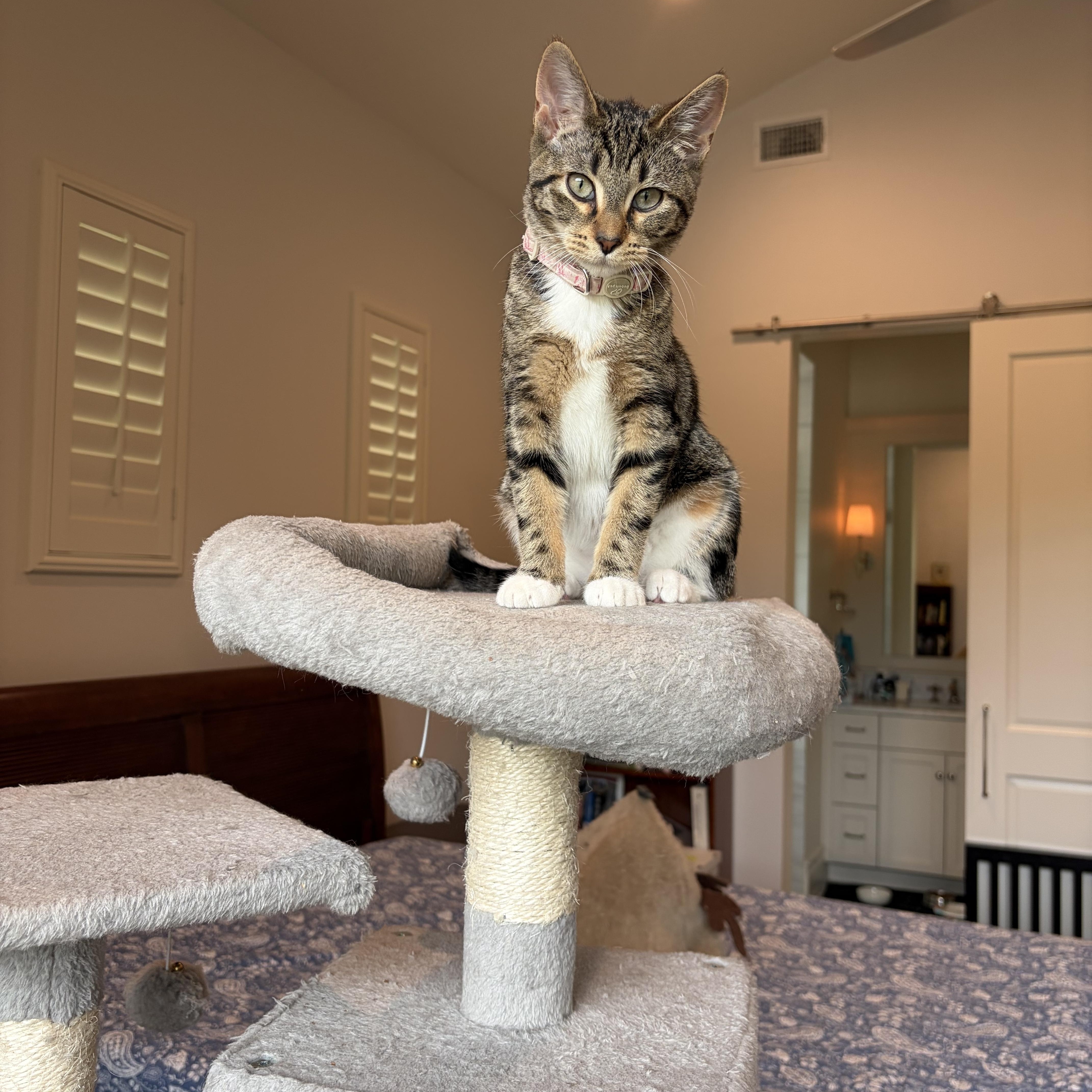 Marie (and Donnie), a Adoptable Domestic Short Hair in Boston, MA image 5/5