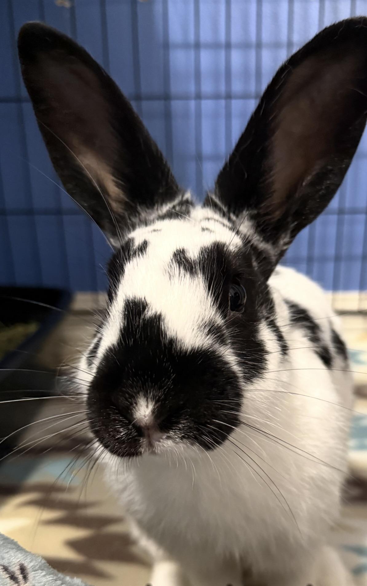 Stache, a ADOPTABLE English Spot in SAUCIER, MS image 1/3