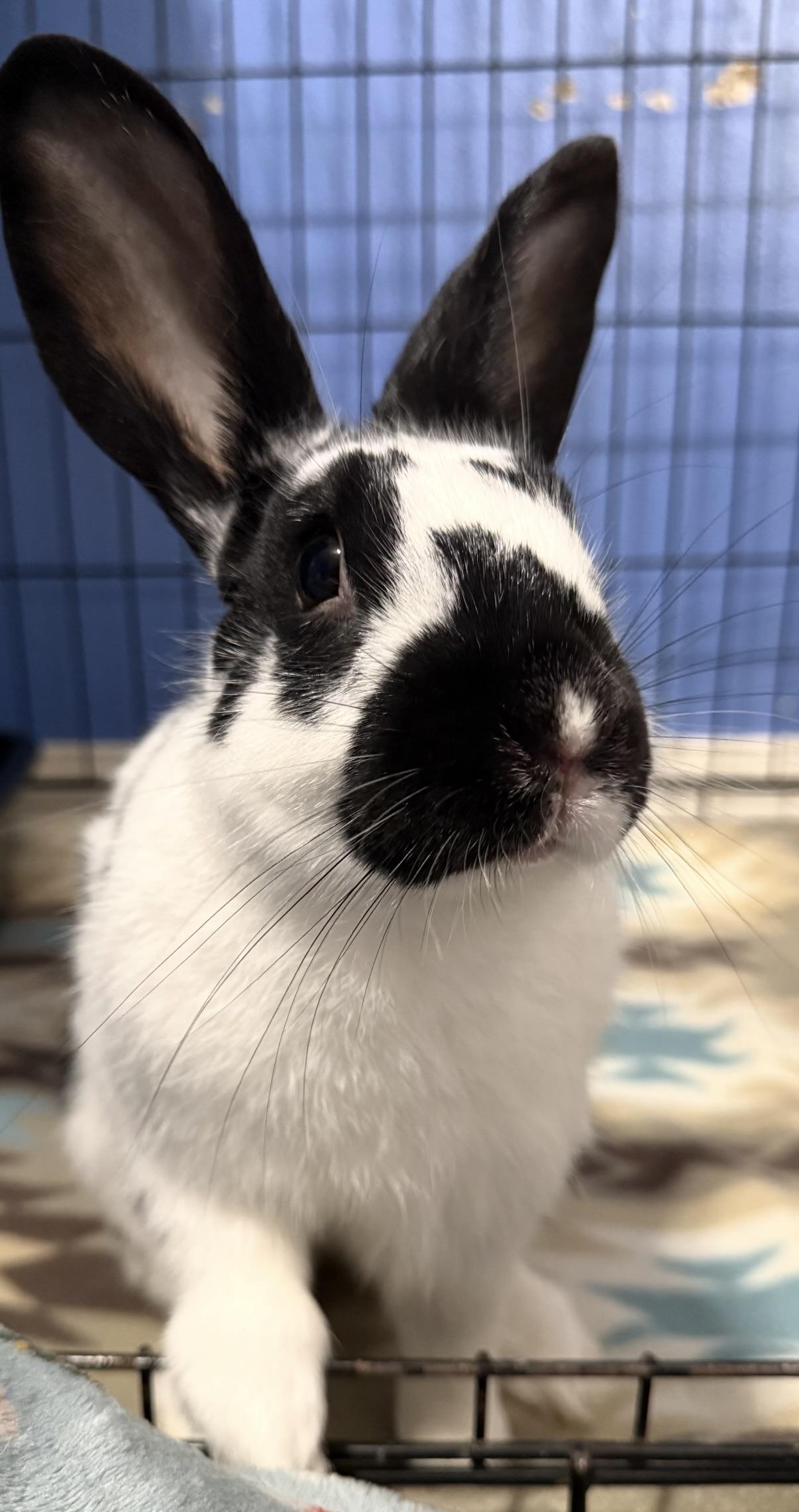 Stache, a ADOPTABLE English Spot in SAUCIER, MS image 2/3