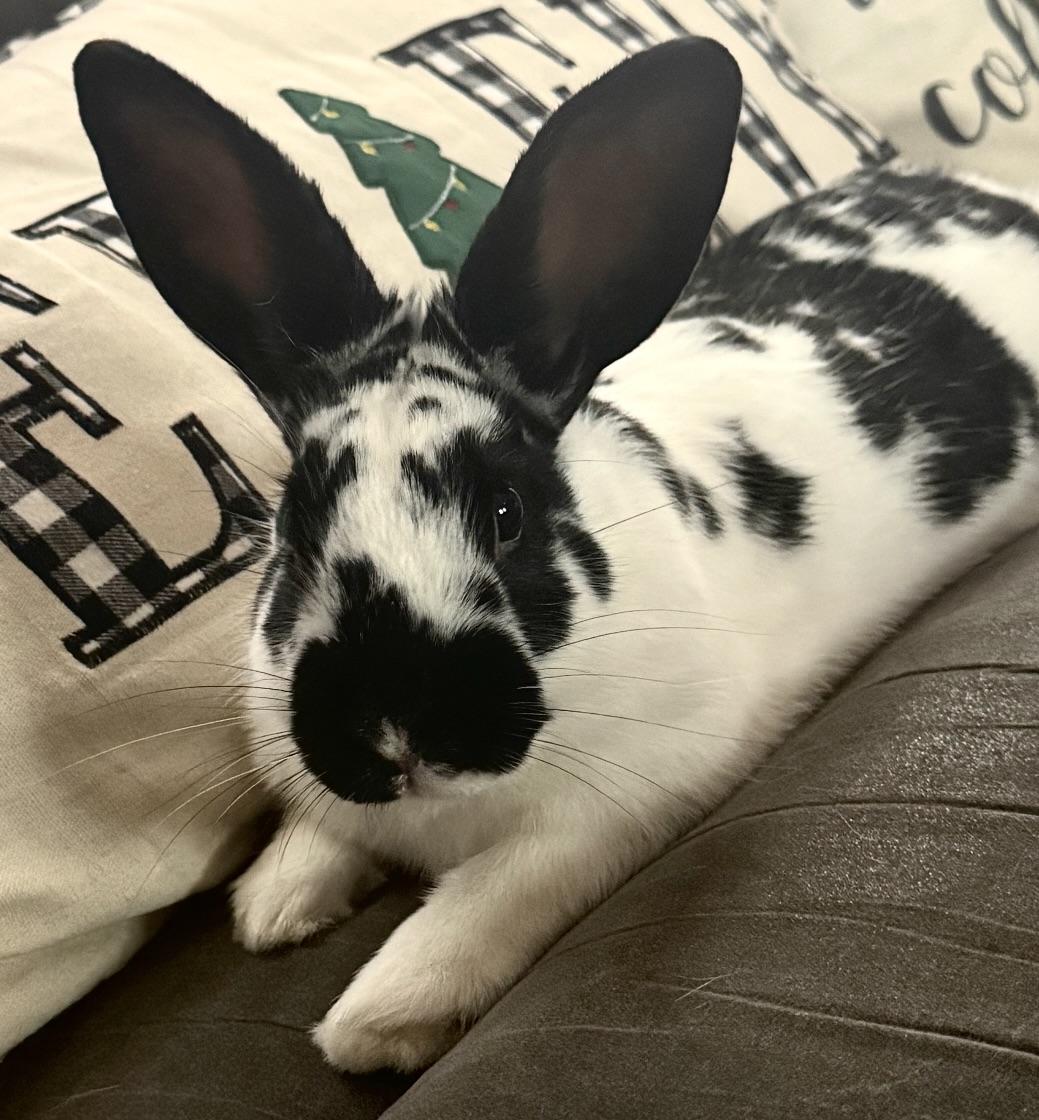 Stache, a ADOPTABLE English Spot in SAUCIER, MS image 3/3