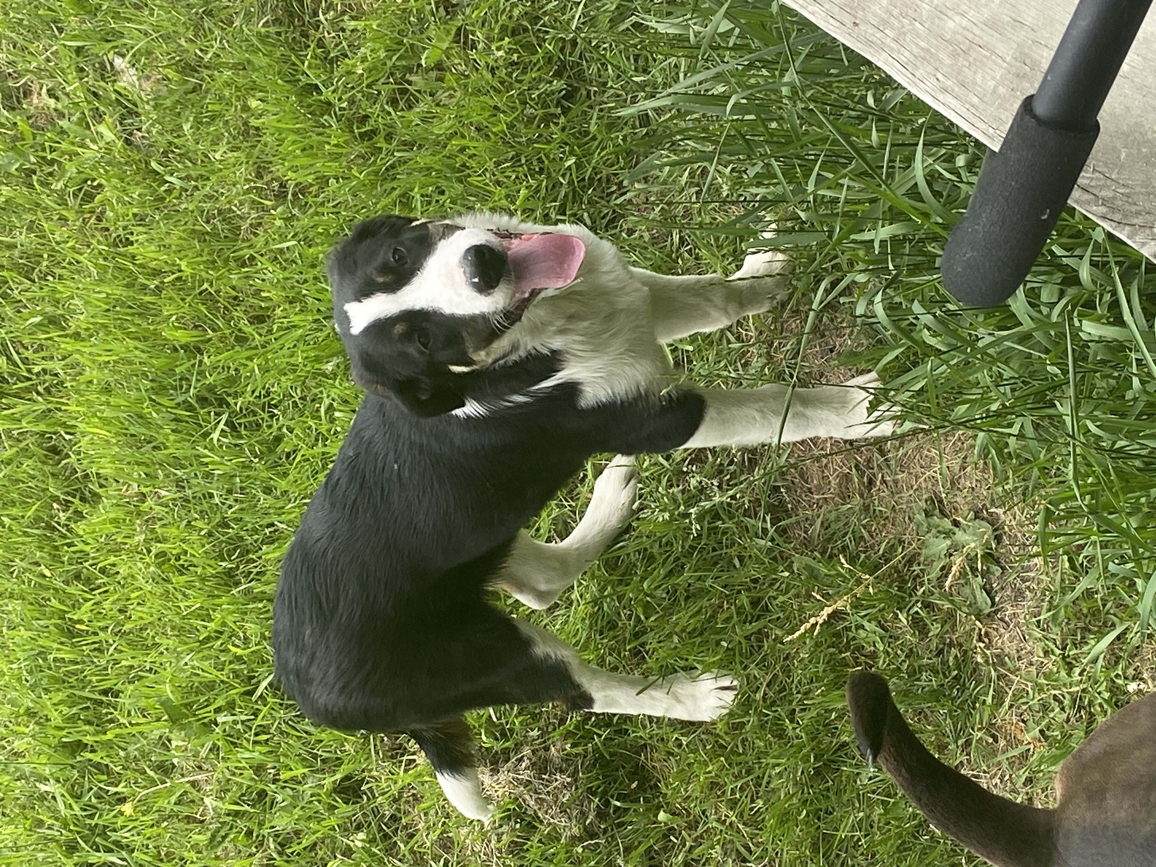 Jersey, a Adopted Border Collie in Winnipeg, MB image 2/3