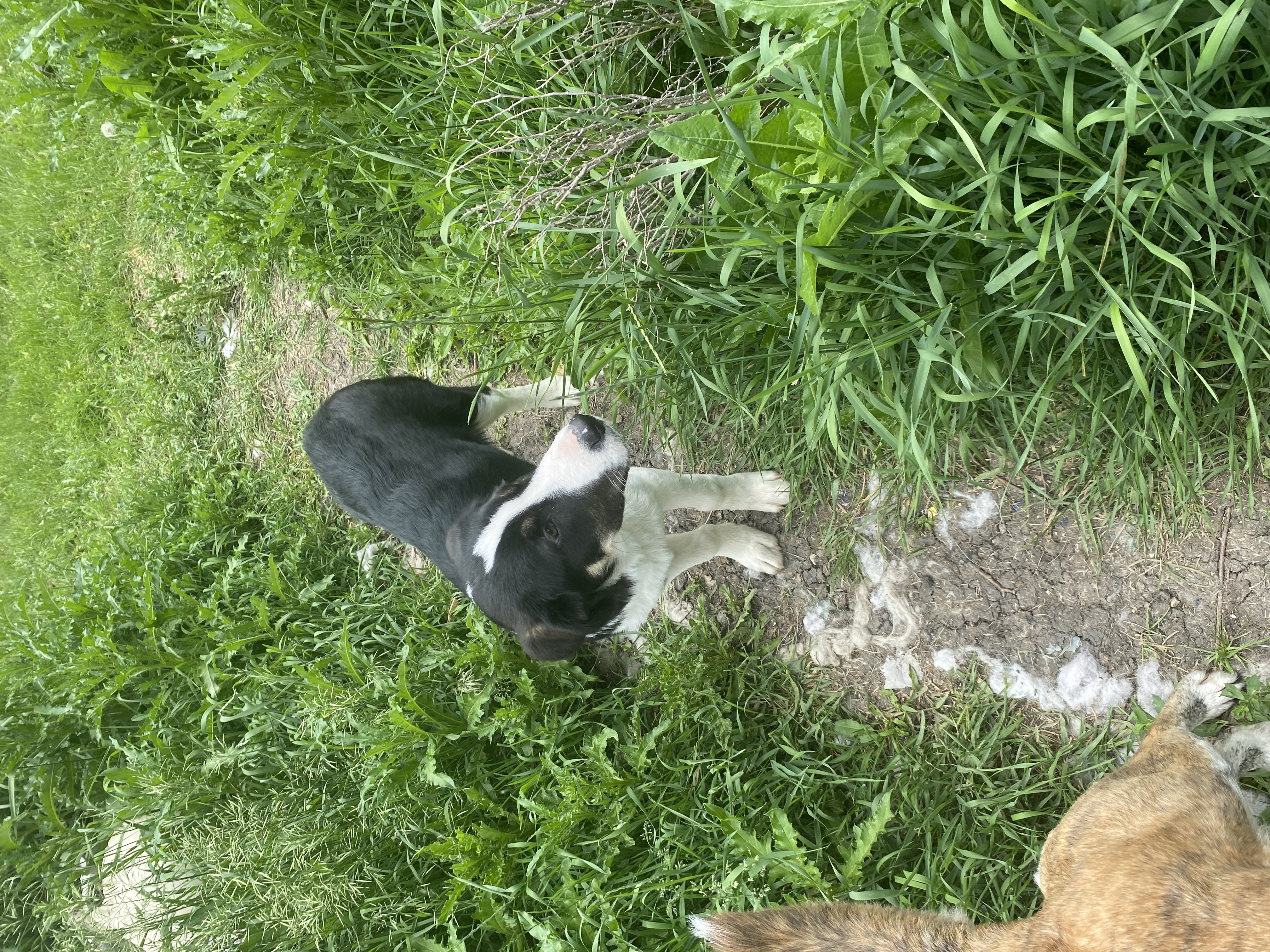 Jersey, a Adopted Border Collie in Winnipeg, MB image 3/3