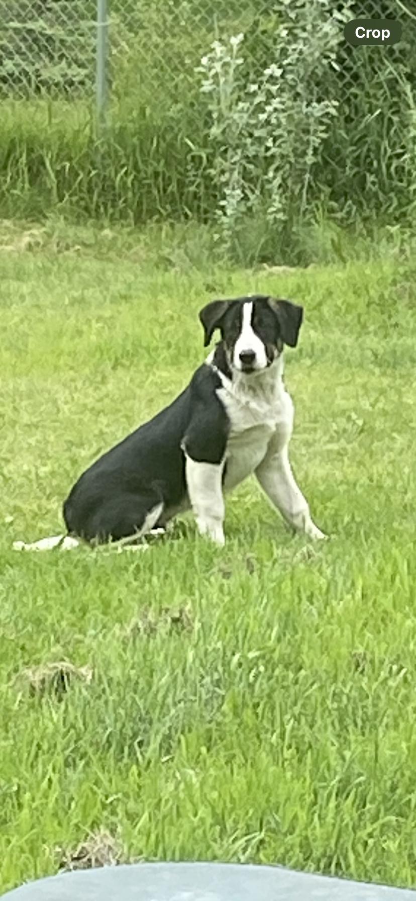Jersey, a Adopted Border Collie in Winnipeg, MB image 1/3