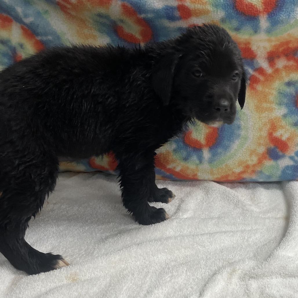 Majora, Adoptable, Puppy Female Australian Shepherd & Mixed Breed.