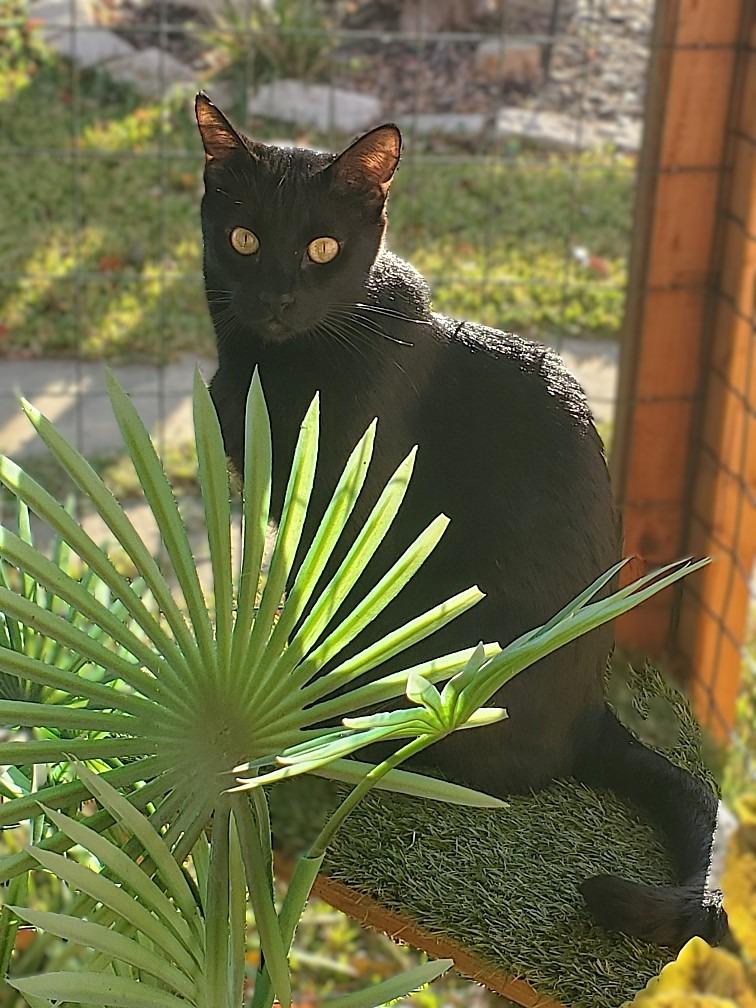 Thor, Adoptable, Adult Male Domestic Short Hair.