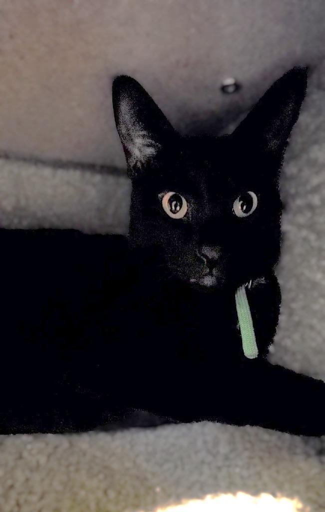 Thor, Adoptable, Adult Male Domestic Short Hair.