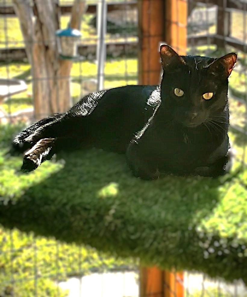 Enlarge Thor, a Adoptable mixed breed in Roanoke, TX image 3/4