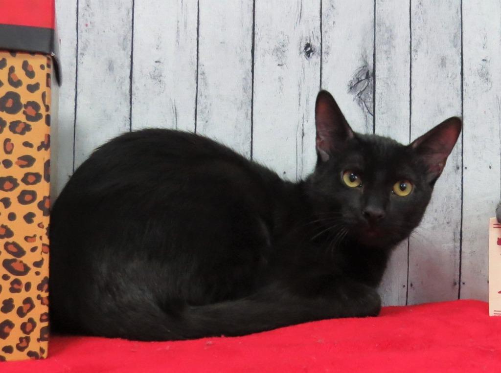 Enlarge Thor, a Adoptable mixed breed in Roanoke, TX image 4/4